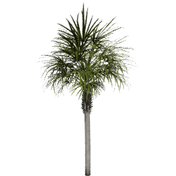 Sabal palmetto B spring summer