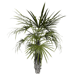 Sabal palmetto C spring summer