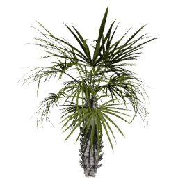 Sabal palmetto D spring summer