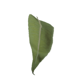 Salix caprea C spring summer