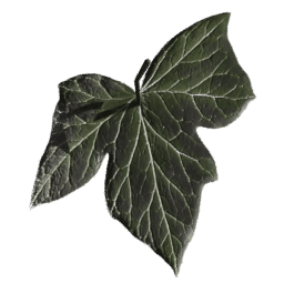 Vitis vinifera A spring summer