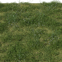 Weeds Alpine Meadow A spring summer
