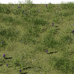 Weeds Alpine Meadow B spring summer
