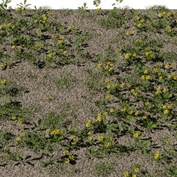 Weeds Dandelion field A spring summer