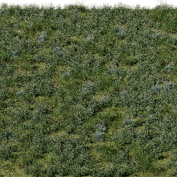 Weeds European Wet Meadow A spring summer