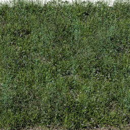 Weeds Pasture C spring summer