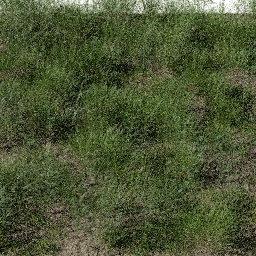 Weeds Riverbank A spring summer