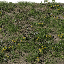 Weeds Short A spring summer