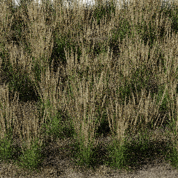 Weeds Steppe B summer autumn