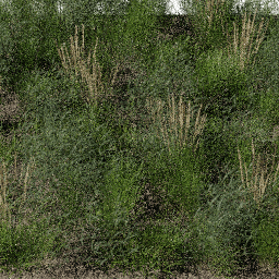 Weeds Steppe C spring summer
