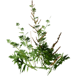 Artemisia vulgaris A spring