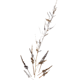 Artemisia vulgaris A winter