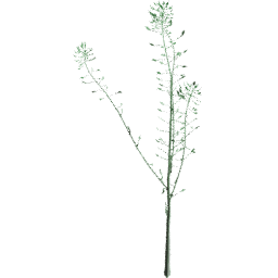 Capsella bursa pastoris A spring summer