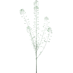 Capsella bursa pastoris B spring summer