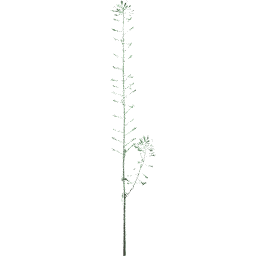 Capsella bursa pastoris C spring summer