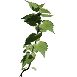 Lamium album B spring summer