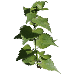 Lamium album C spring summer