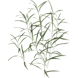 Paspalum distichum A spring summer