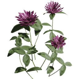 Trifolium pratense B spring summer