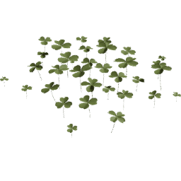 Trifolium repens A spring summer