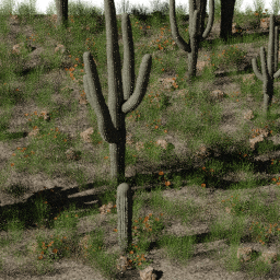 Desert NA B spring summer autumn