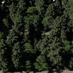 Forest AS con A spring summer autumn