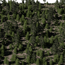 Forest EU con A spring summer autumn