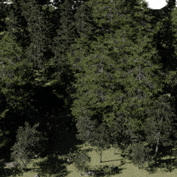 Forest NA con A spring summer autumn