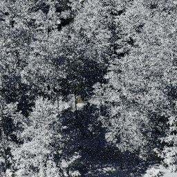 Forest NA con D winter