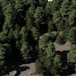 Forest NA con G spring summer autumn