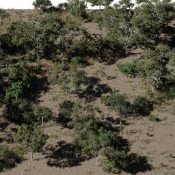 Forest AF dec B spring summer