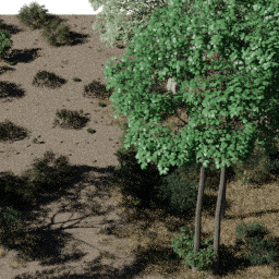 Forest AF dec C spring summer