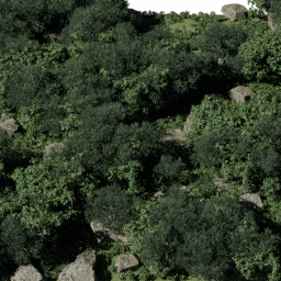 Forest AS dec D summer