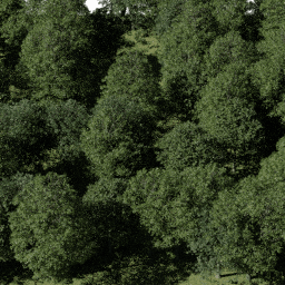 Forest EU dec B spring summer