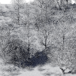 Forest EU dec E winter