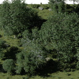 Forest EU dec glade A spring summer