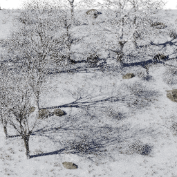 Forest EU dec glade B winter