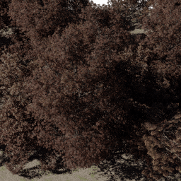 Forest NA dec A autumn