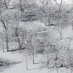 Forest NA dec A winter