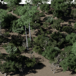 Forest NA dec D spring summer