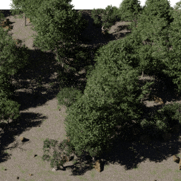 Forest NA dec G spring summer