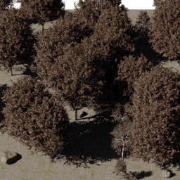 Forest NA dec J autumn