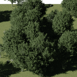 Forest NA dec J spring summer