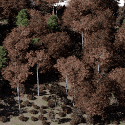 Forest NA mix A autumn