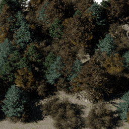 Forest NA mix D autumn