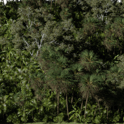 Forest AS tropical A spring summer