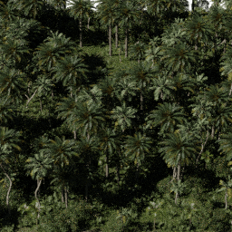 Tropical AF B spring summer autumn