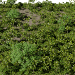 Tropical AF C spring summer autumn