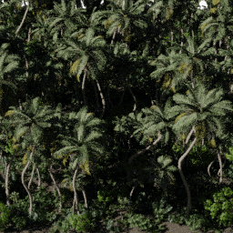 Tropical NA C spring summer autumn