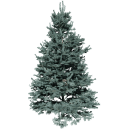 Abies concolor A spring summer autumn